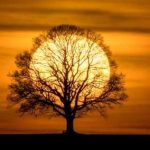 пользователь 