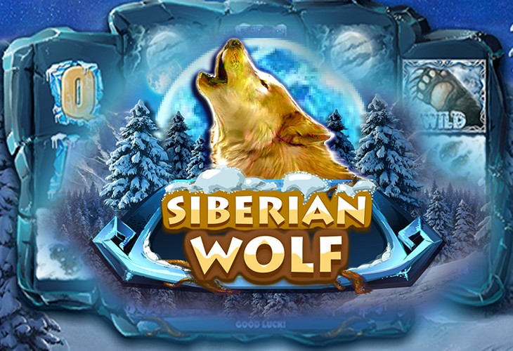 Siberian Wolf