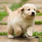 пользователь 